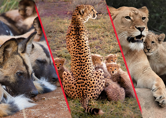 Endangered Wildlife Trust_ Protect Carnivores Cheetah in the wild — supported by legacy gifts and bequests to the Endangered Wildlife Trust during Wills Week South Africa.