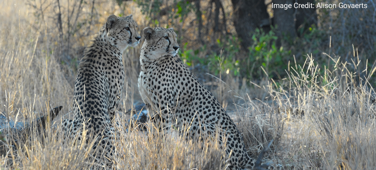Cheetah photographed during the Greater Kruger Cheetah Census 2026/27.