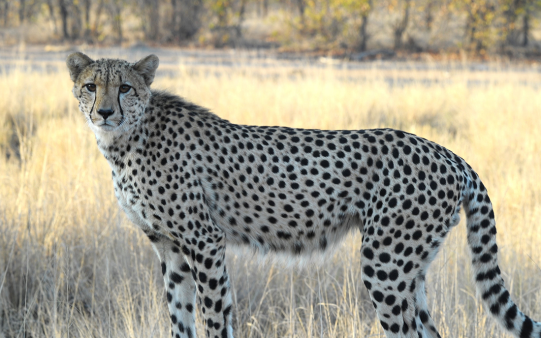 Cheetah photographed during the Greater Kruger Cheetah Census 2026/27.