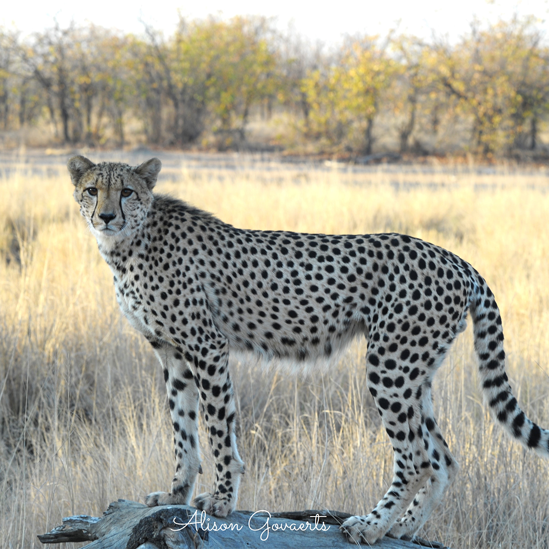 Cheetah photographed during the Greater Kruger Cheetah Census 2026/27.
