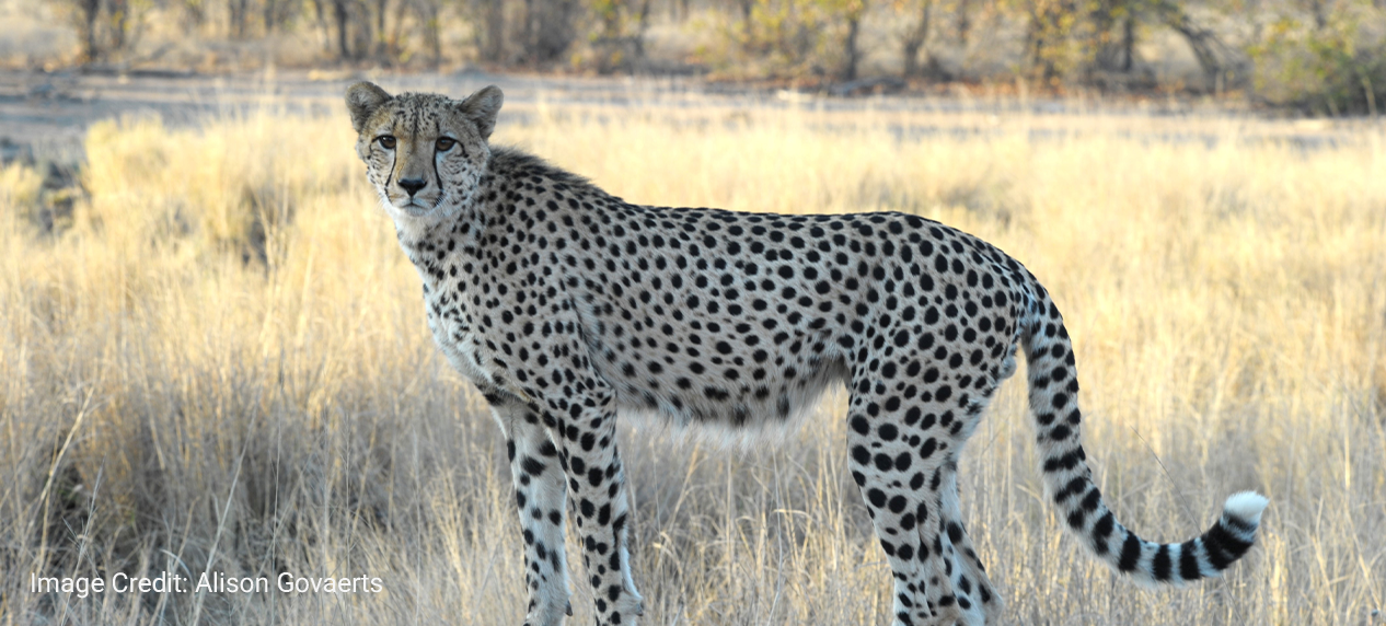 Wild cheetah in Greater Kruger identified through its unique coat pattern.