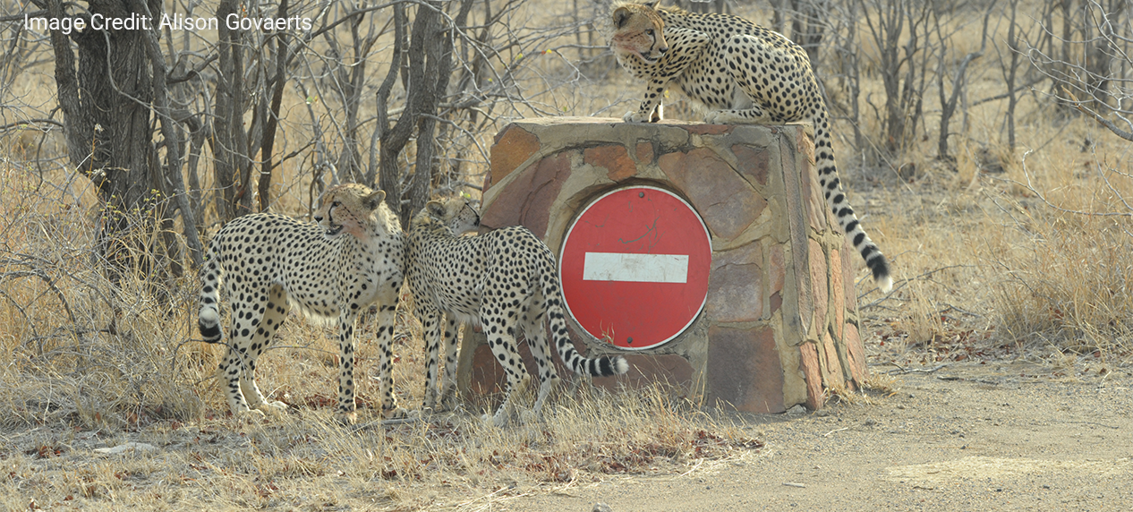 Wild cheetah in Greater Kruger identified through its unique coat pattern.