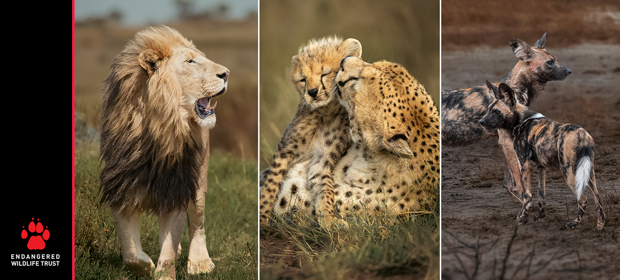 Threatened African carnivores protected through conservation efforts in South Africa