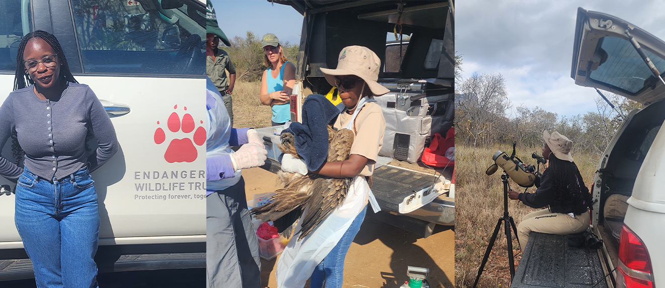Conservation interns monitoring vulture nests with the EWT Birds of Prey Unit
