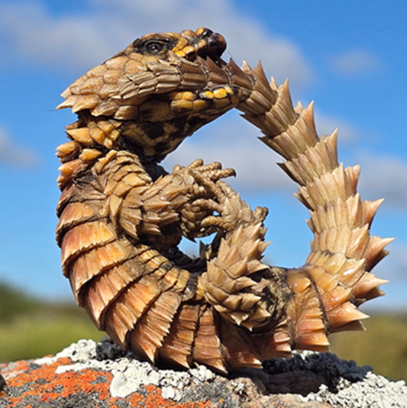 Armadillo Girdled Lizard, one of South Africa’s unique threatened reptile species