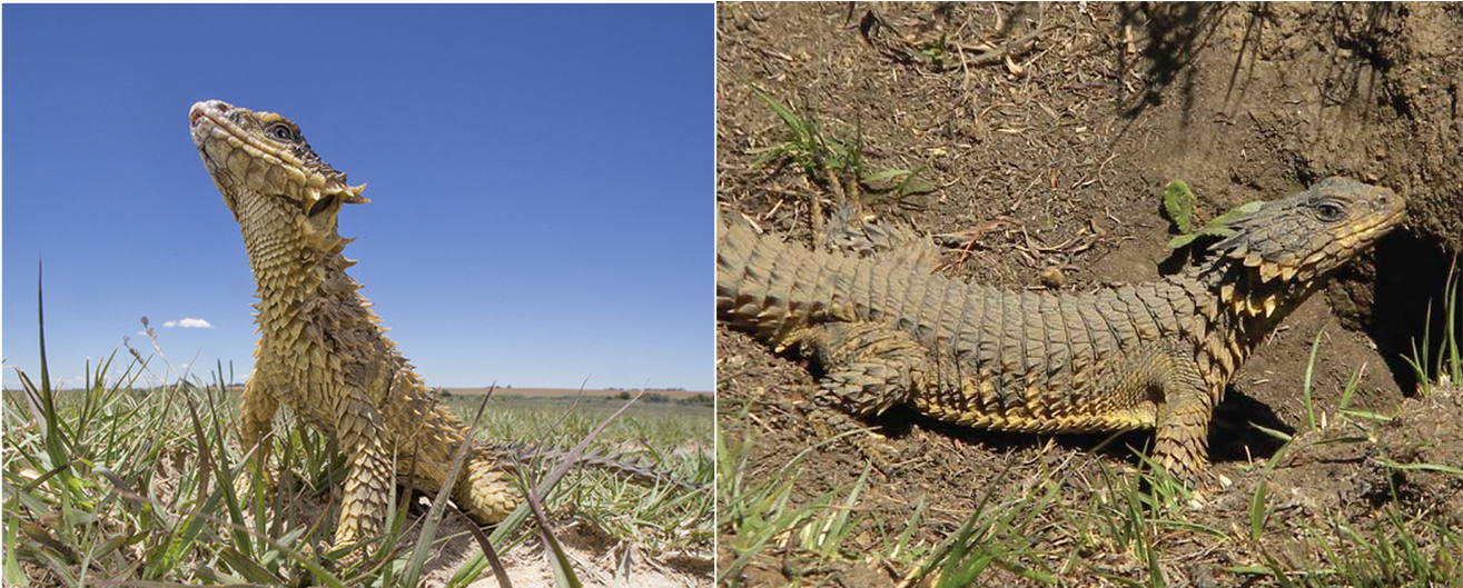 Sungazer Lizard in its natural South African grassland habitat