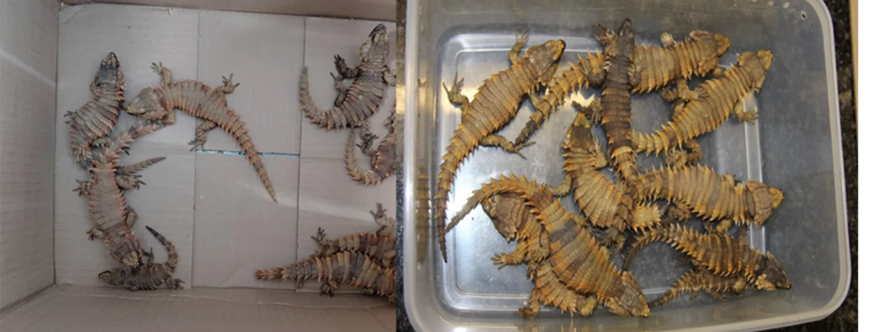 Sungazer Lizard threatened by habitat loss and illegal wildlife trade in South Africa