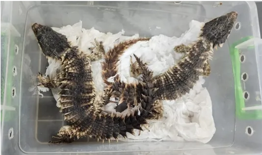South African girdled lizards protected from illegal trade and human-induced threats