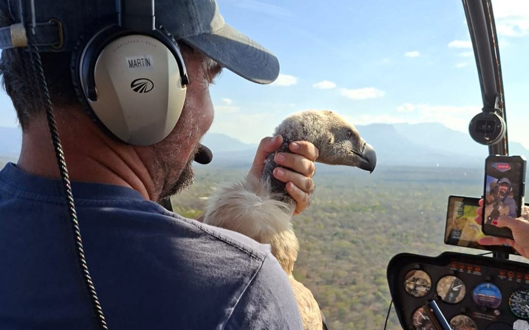 A Race to Rescue Limpopo’s Vultures