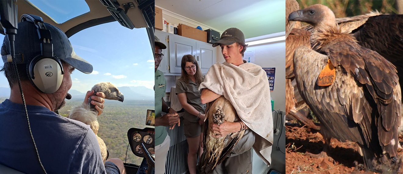 EWT Birds of Prey Unit releasing rehabilitated vultures on International Vulture Awareness Day