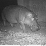 A hippo out for a stroll Hippo walking at night