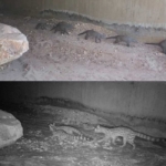 A family of Banded Mongooses (top) and a family of genets (bottom)