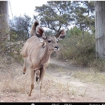A graceful Kudu Kudu running