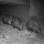 A family of Porcupines Three porcupines at night