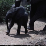 A young elephant calf ushered through by its mother A young elephant calf and mother