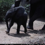 A young elephant calf and mother
