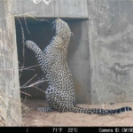 Leopard investigating scent marks at the mouth of the underpass Leopard investigating scent marks at the mouth of the underpass