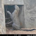 Leopard investigating scent marks at the mouth of the underpass