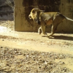 Male lion with mane blowing in the wind Male lion running