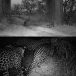Leopards going through underpass