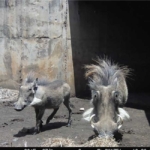 A Warthog with a bad hair day